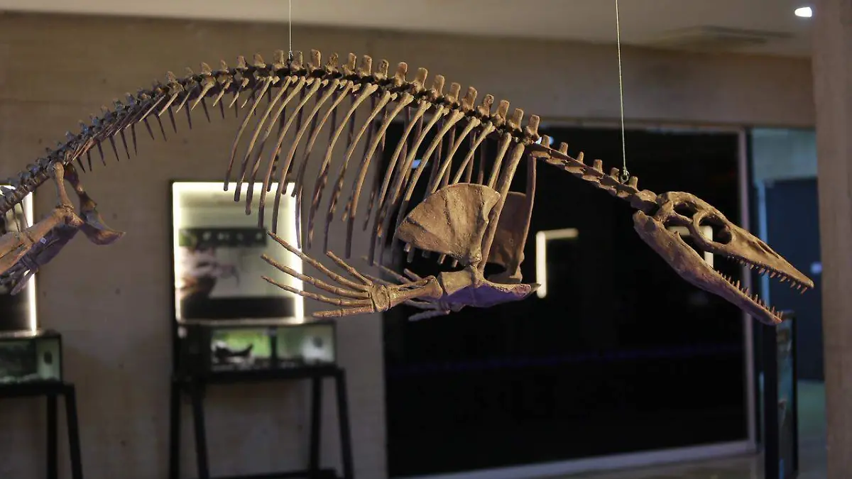 Anuncia museo Bebeleche exhibición temporal de reptiles