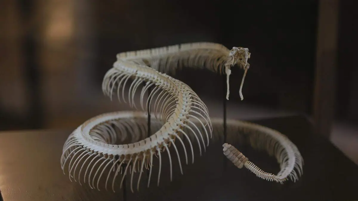 Anuncia museo Bebeleche exhibición temporal de reptiles