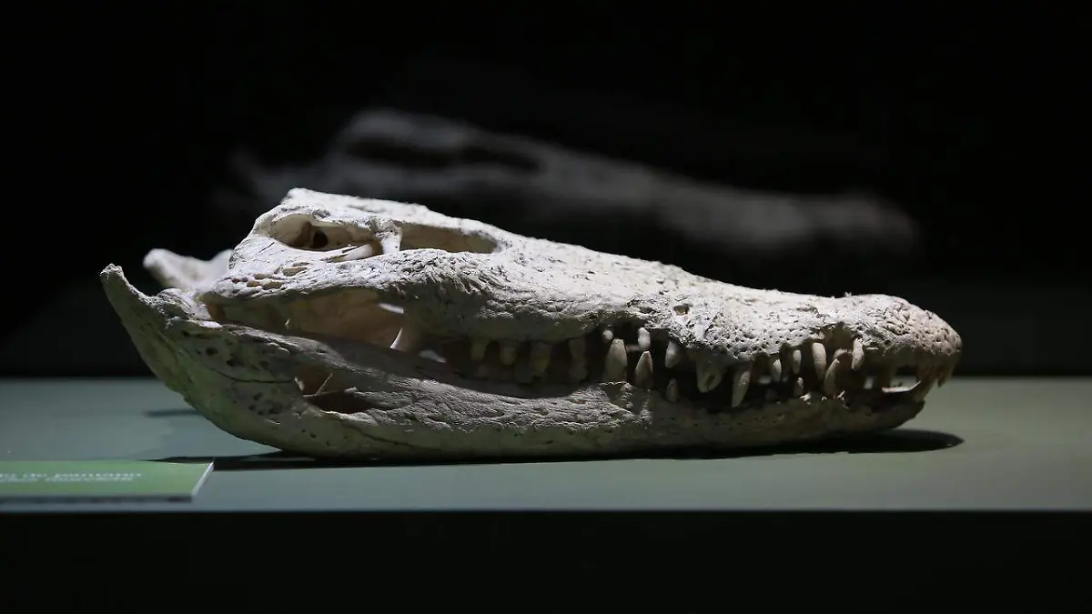 Anuncia museo Bebeleche exhibición temporal de reptiles