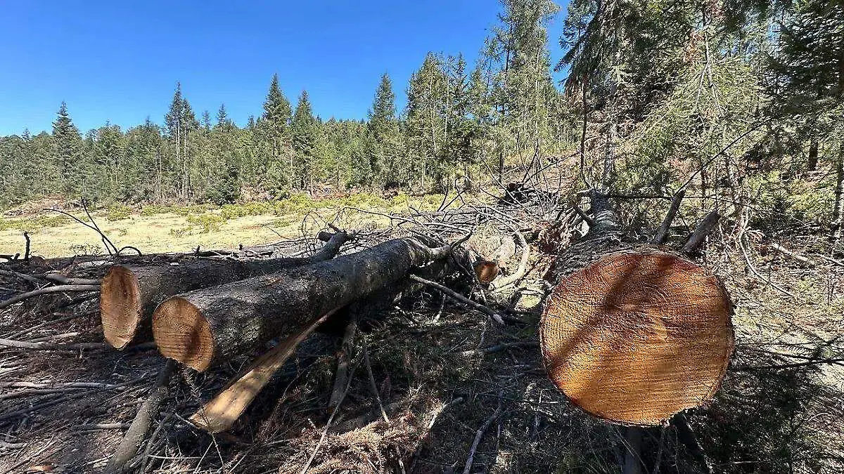 tala ilegal de árboles