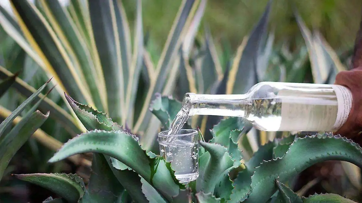 image - 2025-12-23T210726.035