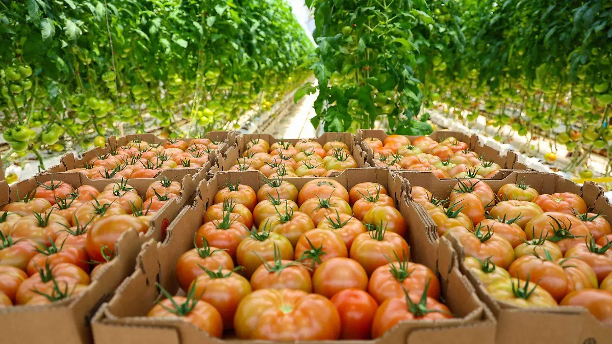 1043499_Agroindustria tomates Zacatecas_web