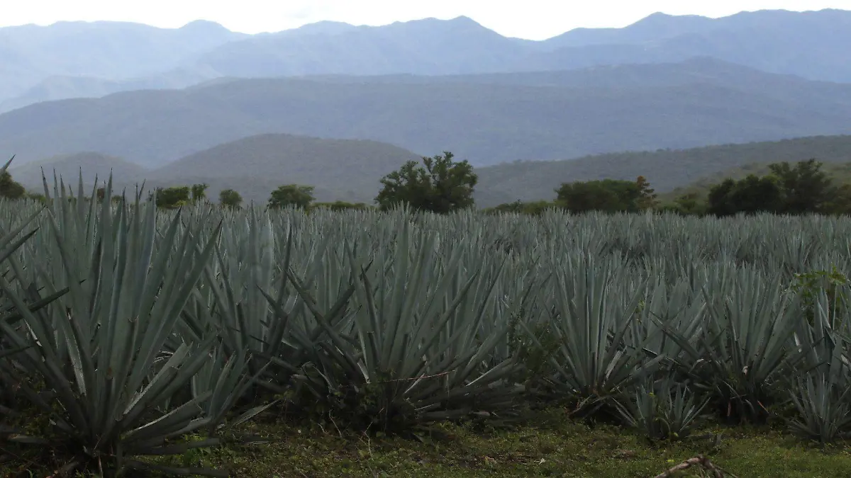 1038186_Agave Mezcal Denominación de Origen_web
