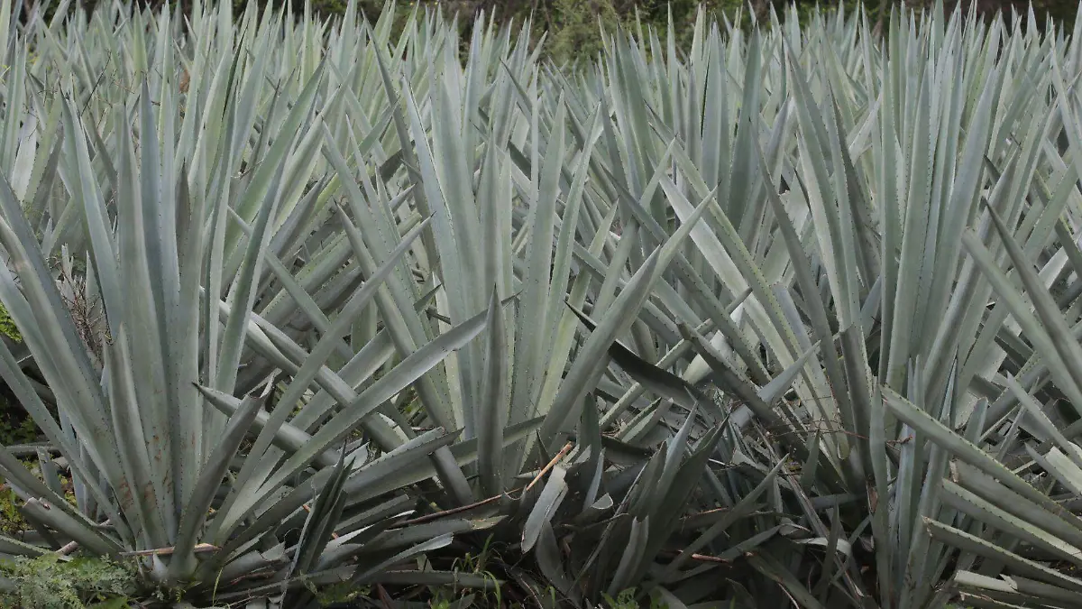 1038187_Agave Mezcal Denominación de Origen_web