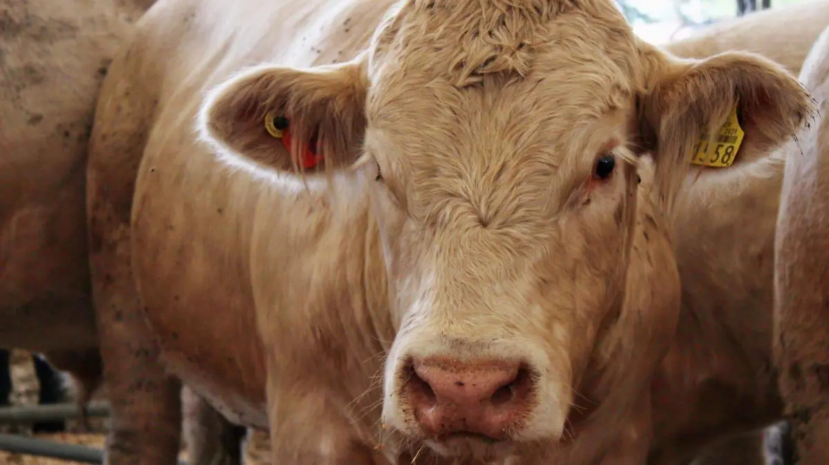 WhatsApp Image 2026-01-05 at 16.37.03 (1)