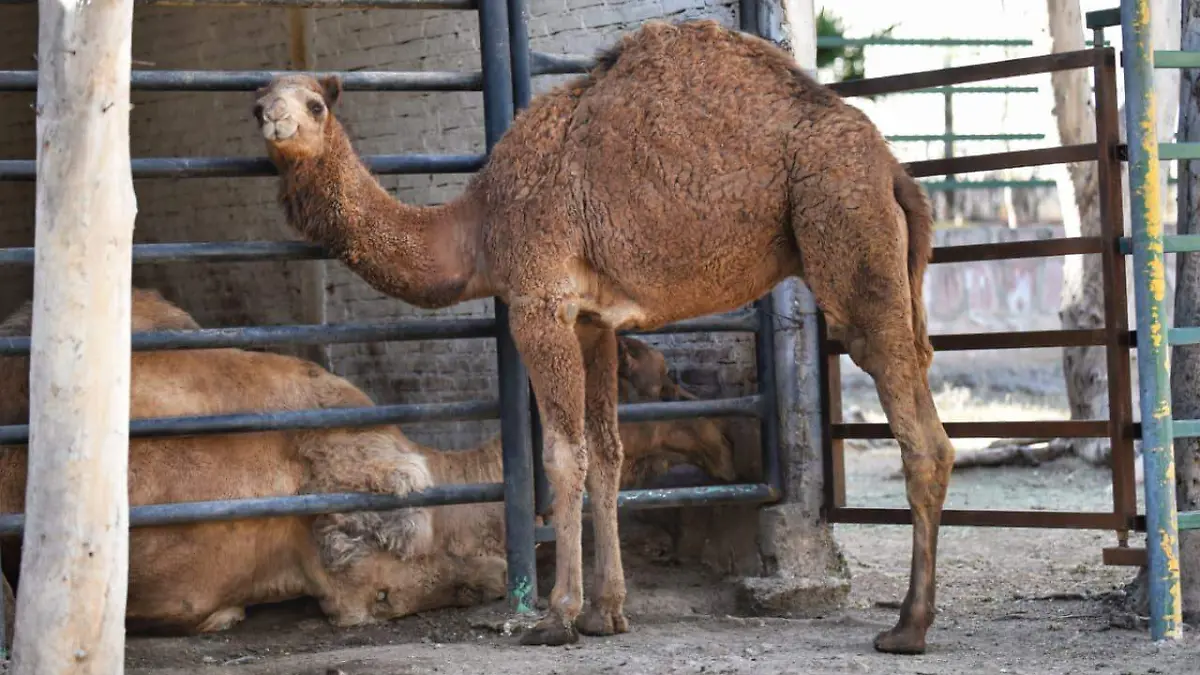 WhatsApp Image 2026-01-06 at 1.39.05 PM (2)