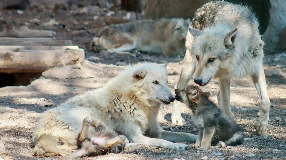 02 Comunicado Lobos 02