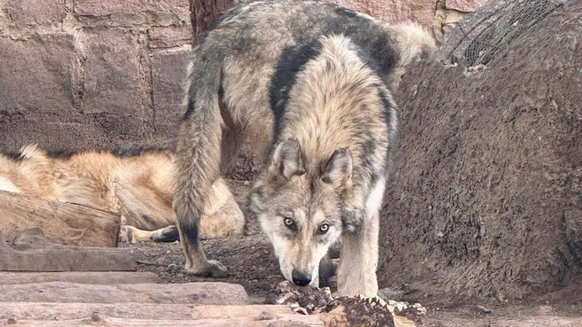 Captan en video los aullidos del lobo mexicano en el Parque Ecológico El Tecuán