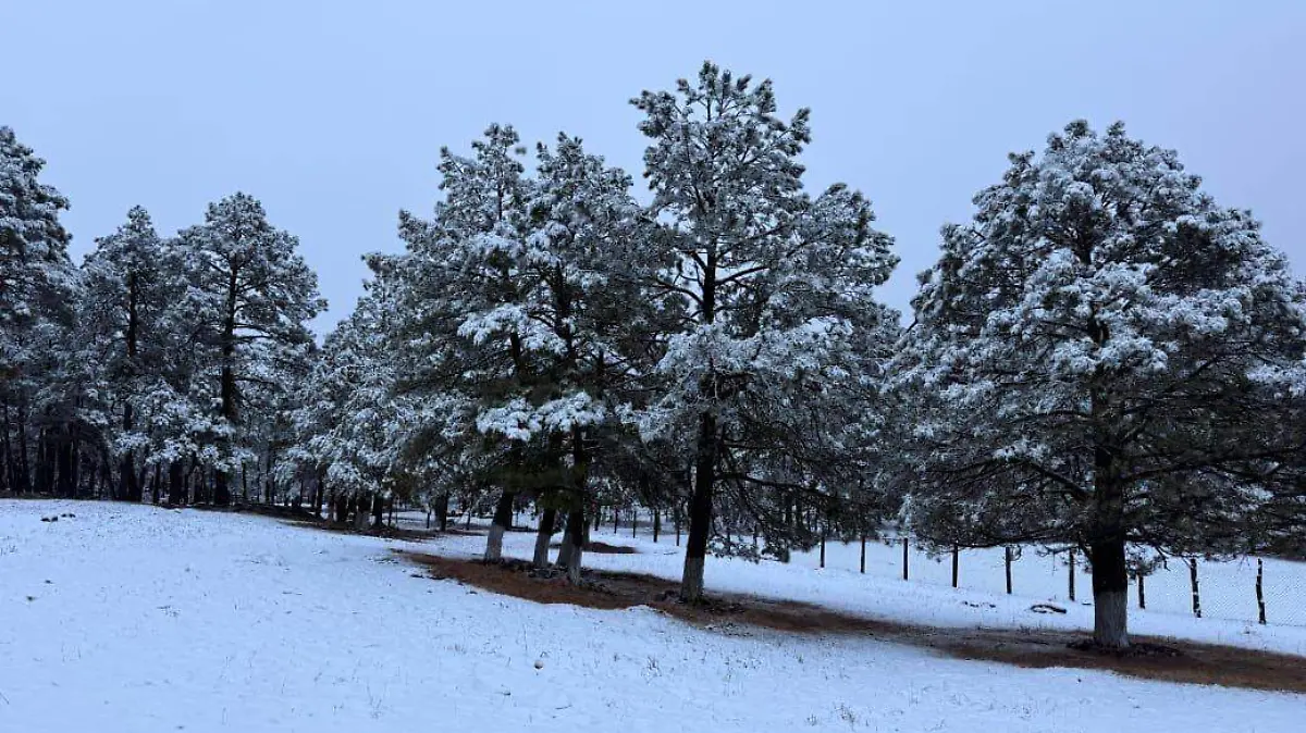 WhatsApp Image 2026-01-13 at 4.57.49 PM