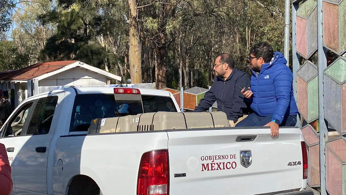 La espera acaba: llega el lobo mexicano a Durango