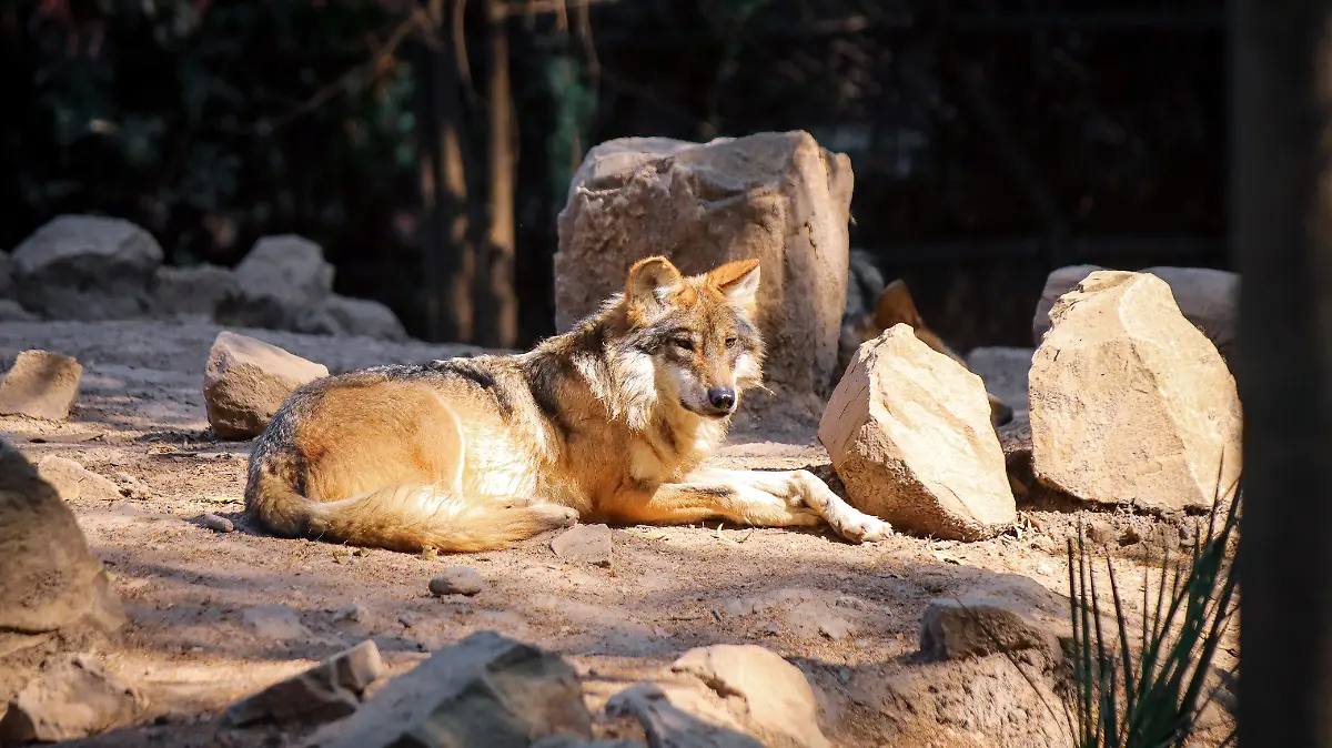 01 Comunicado Lobos 03