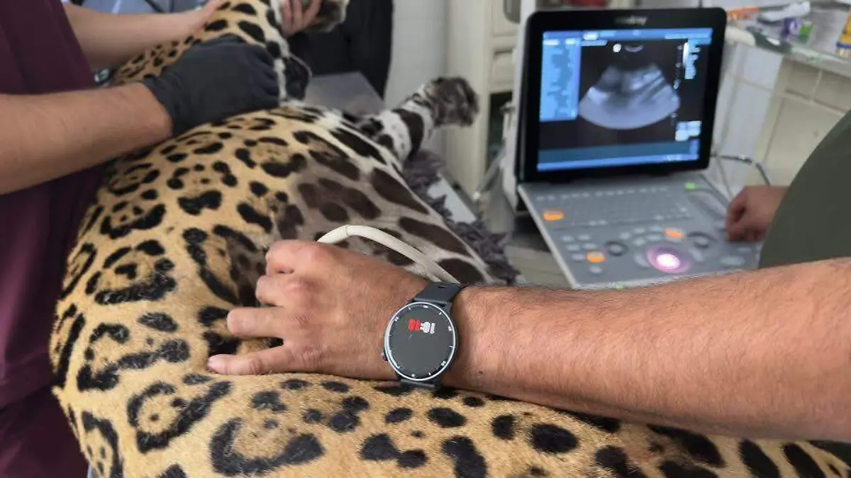 WhatsApp Image 2026-01-17 at 10.08.29 PM (2)