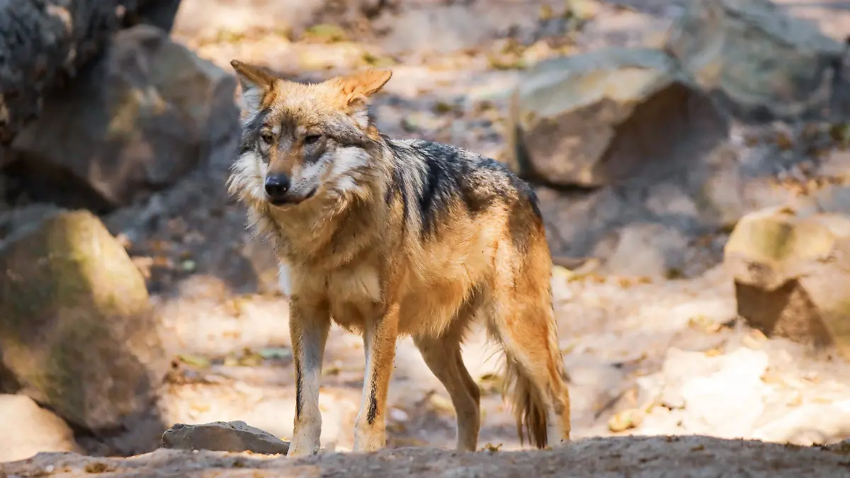 01 Comunicado Santuario 03