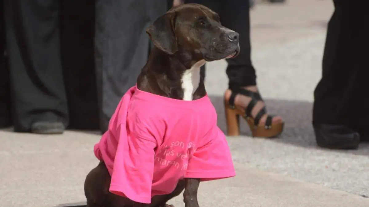 WhatsApp Image 2026-01-21 at 17.27.55