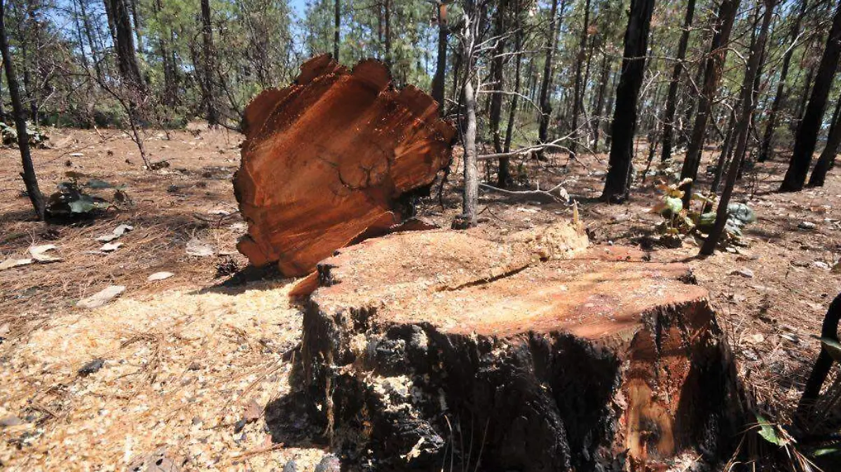 Chihuahua - Tala clandestina (4) (1)