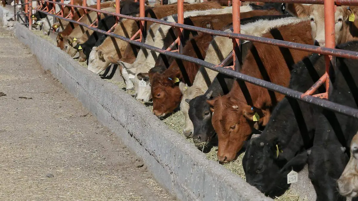 WhatsApp Image 2026-02-06 at 2.17.53 PM (1)