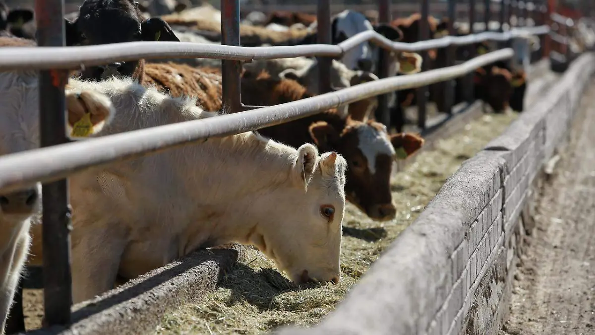 WhatsApp Image 2026-02-06 at 2.17.53 PM