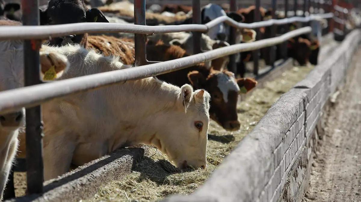 WhatsApp Image 2026-02-06 at 2.17.53 PM