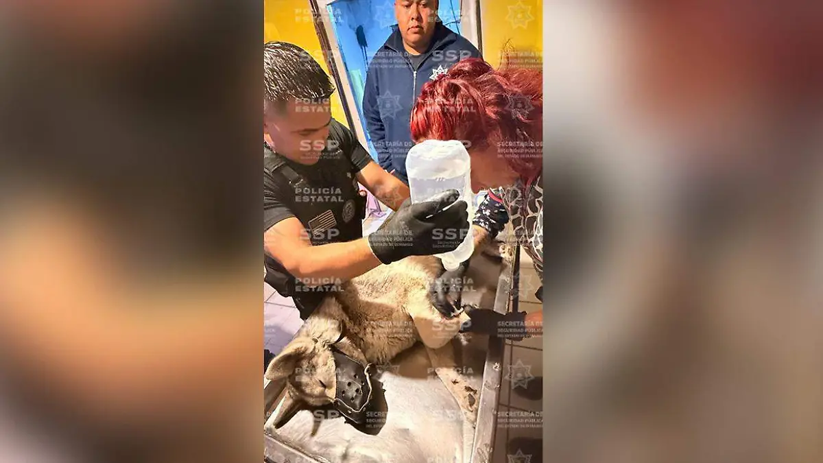 WhatsApp Image 2026-02-10 at 1.11.38 PM (1)