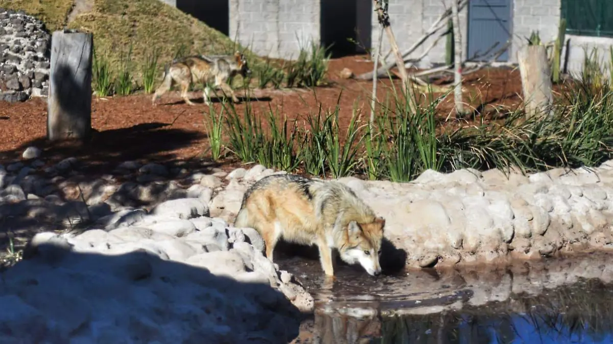 WhatsApp Image 2026-02-11 at 15.29.46