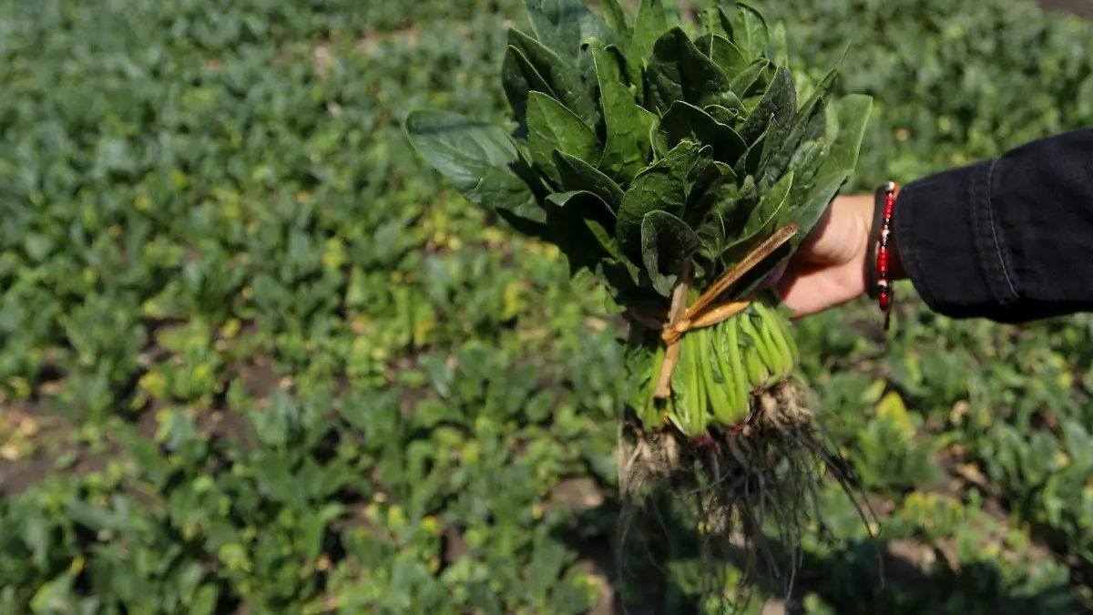 751878_Chinamperos Xochimilco Servicio Domicilio_web