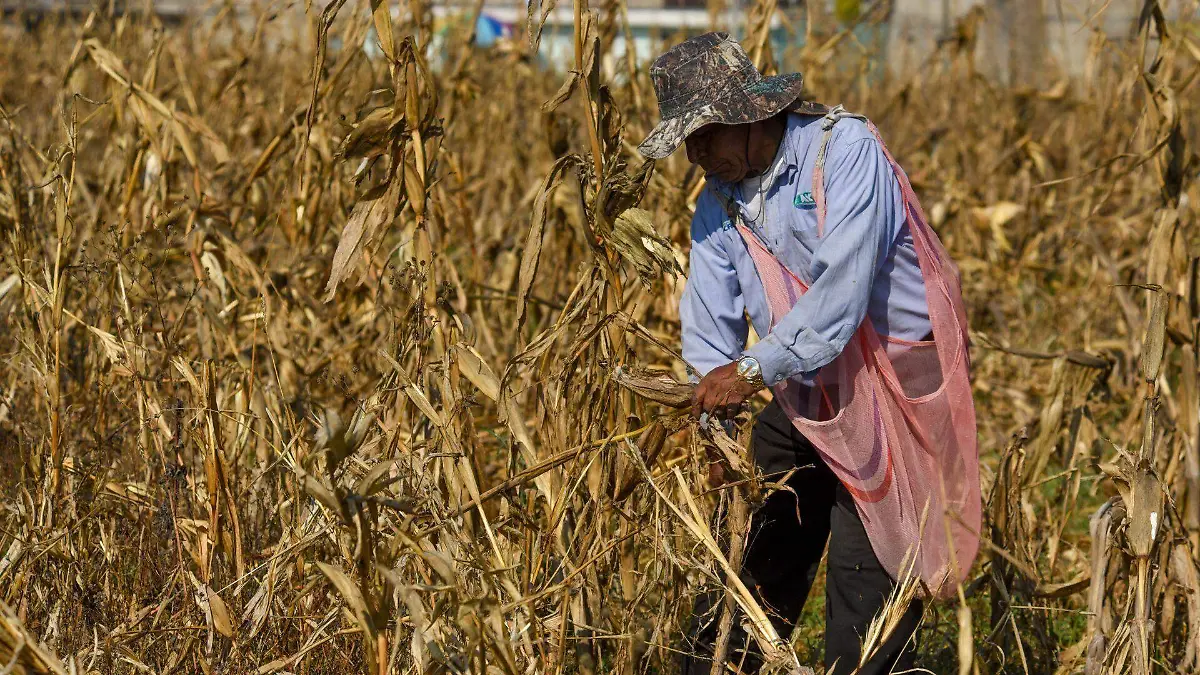 1058516_Cosecha de maíz en Toluca_web