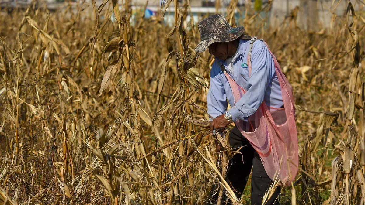 1058516_Cosecha de maíz en Toluca_web