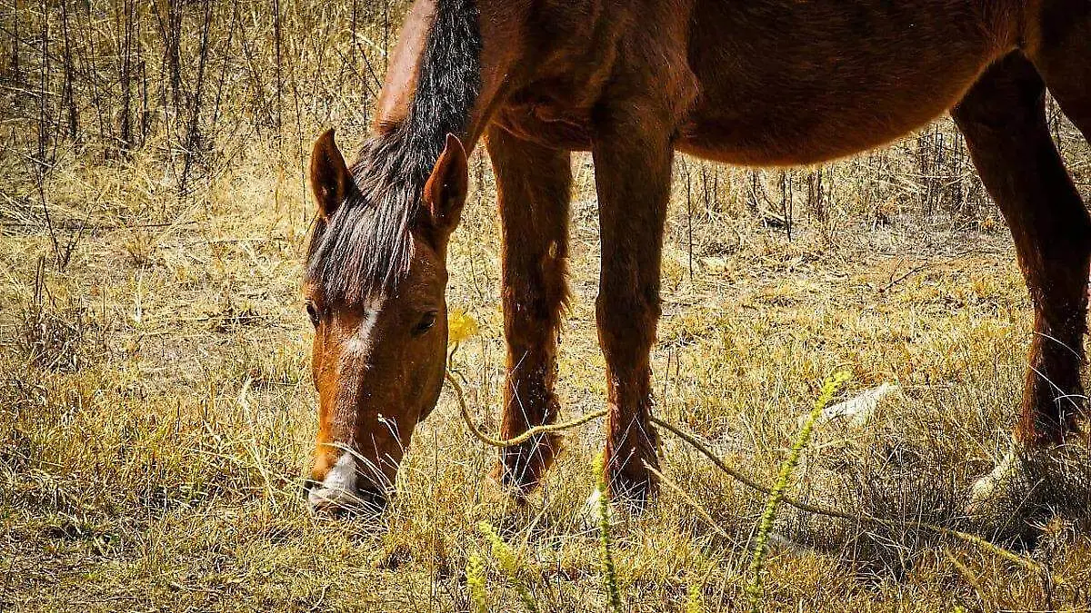Equinoterapia-caballos