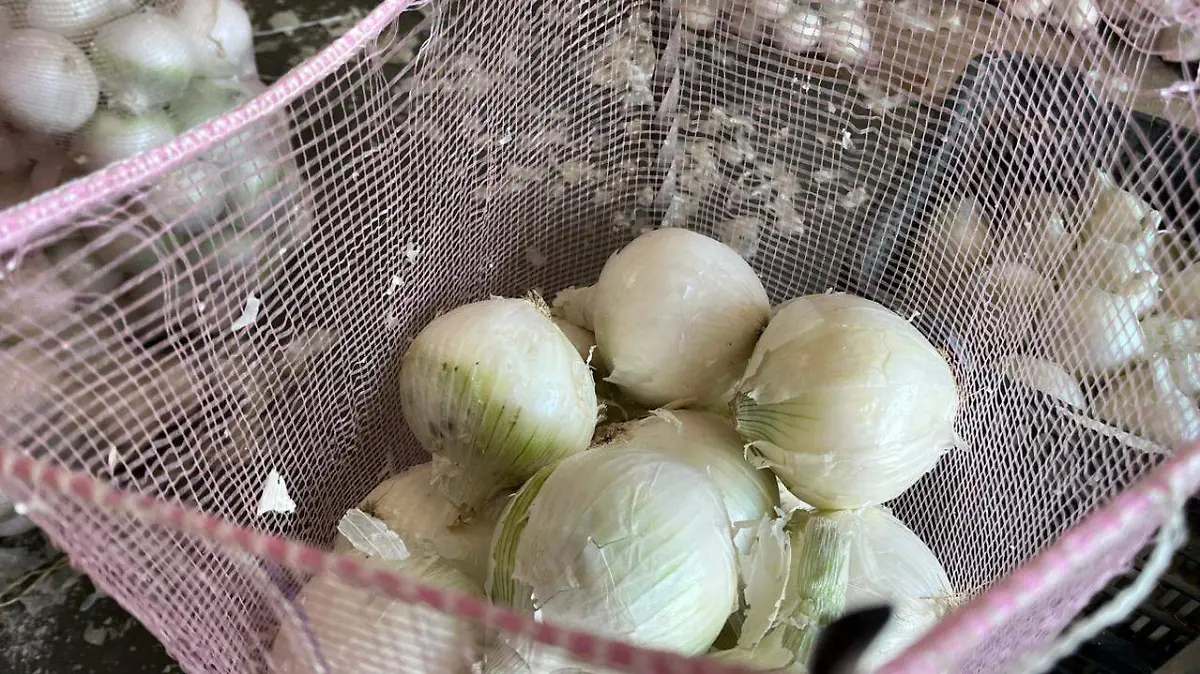 Cebolla cultivada en Durango