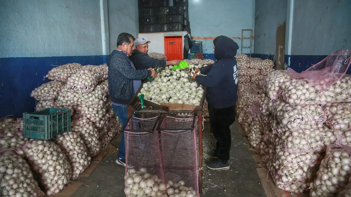 Cebolla cultivada en Durango