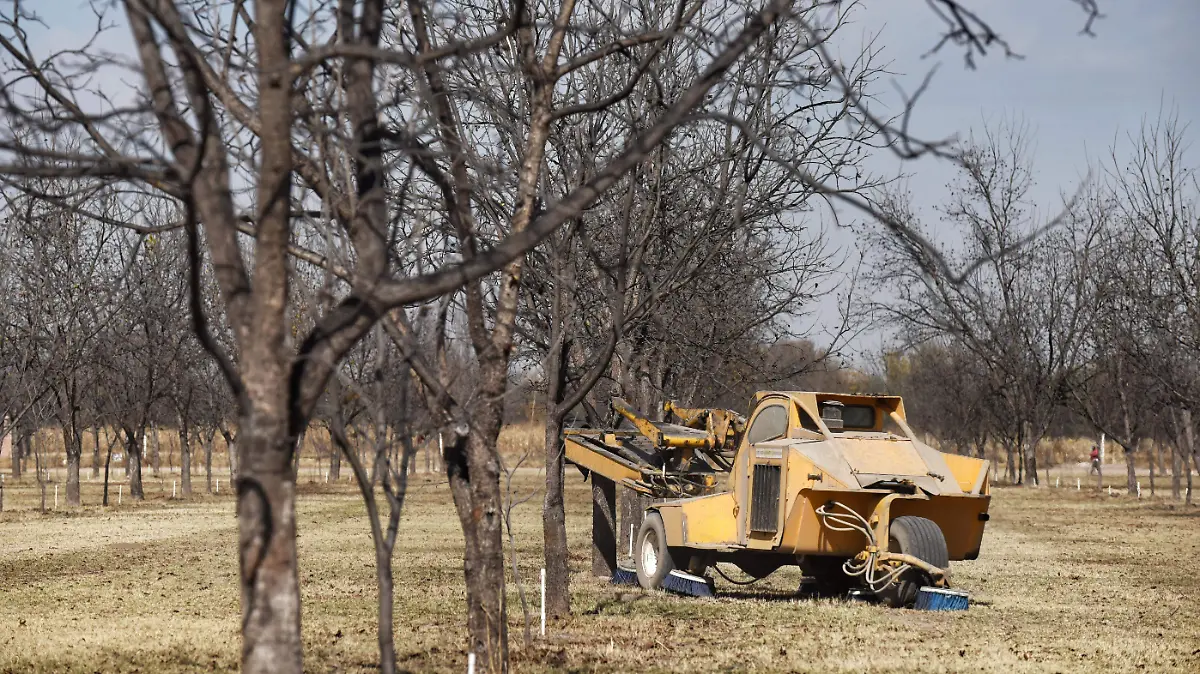 Productores de nuez le apuestan a lo orgánico