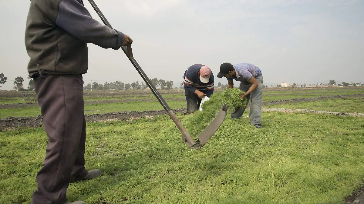 482823_Cosecha de romero_web