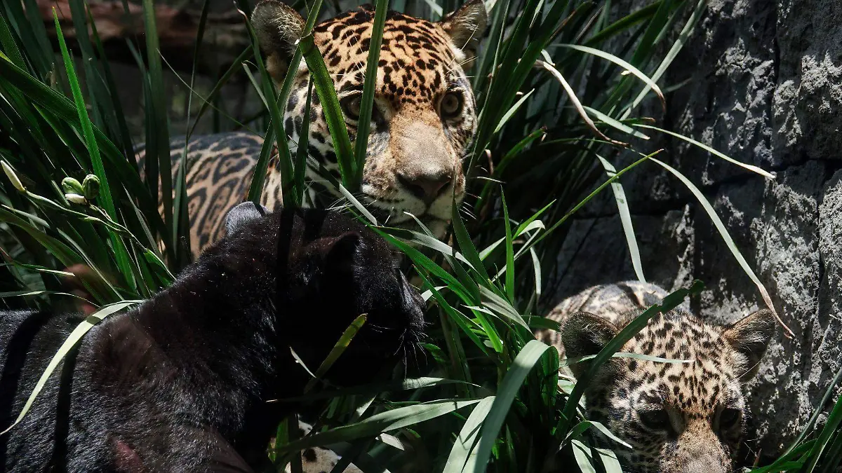 991795_Crías Jaguar Chapultepec_web