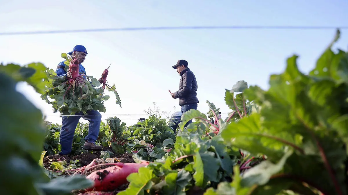 1061497_Cosecha Noche Rábanos Oaxaca_web