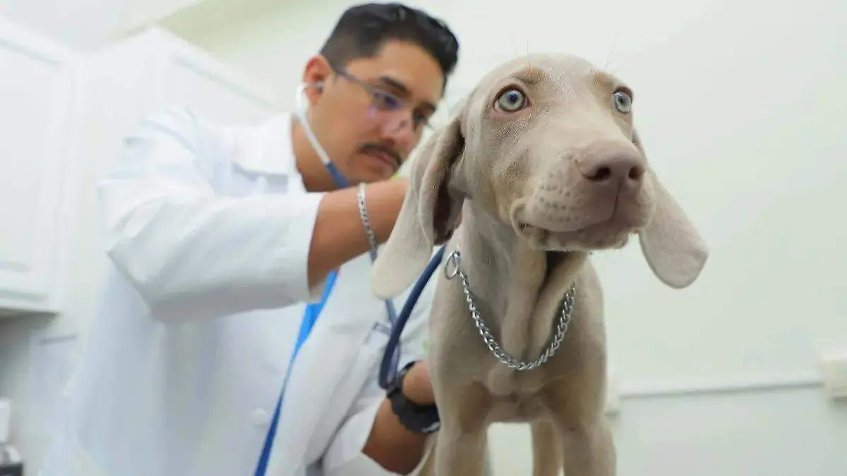  clínicas veterinarias