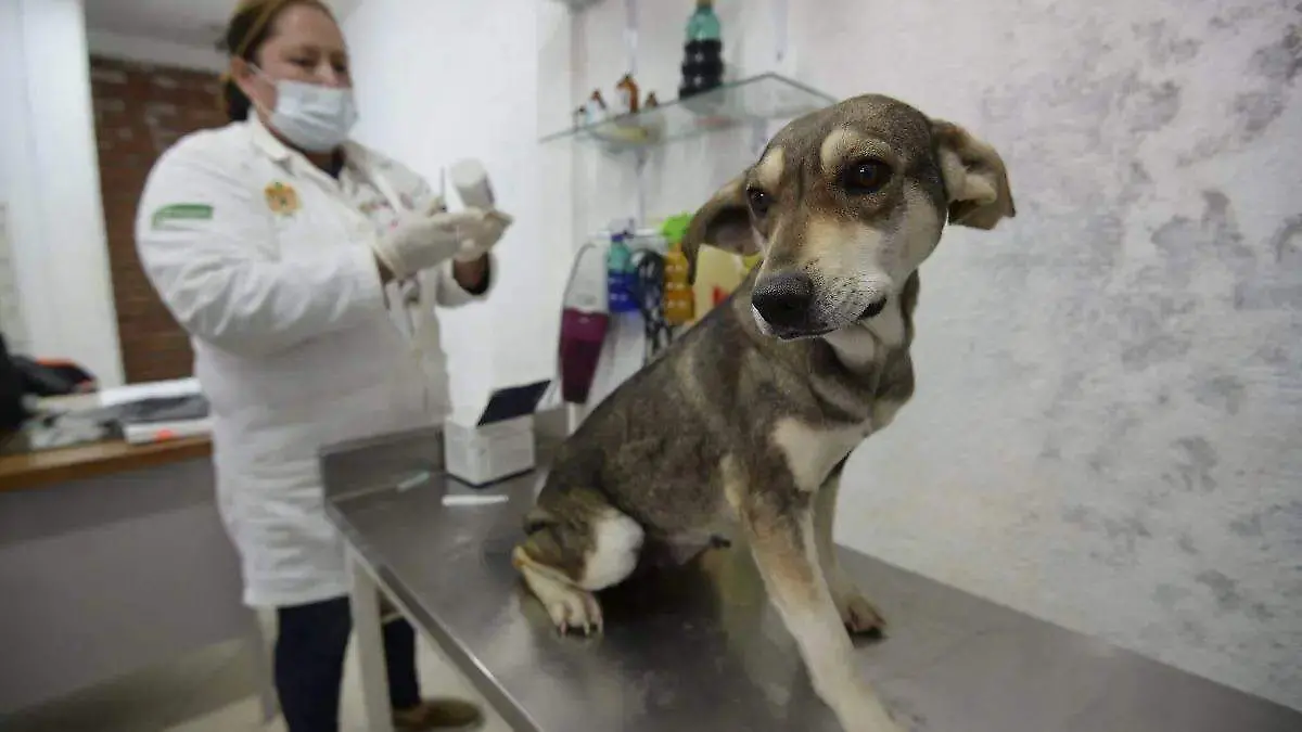  clínicas veterinarias