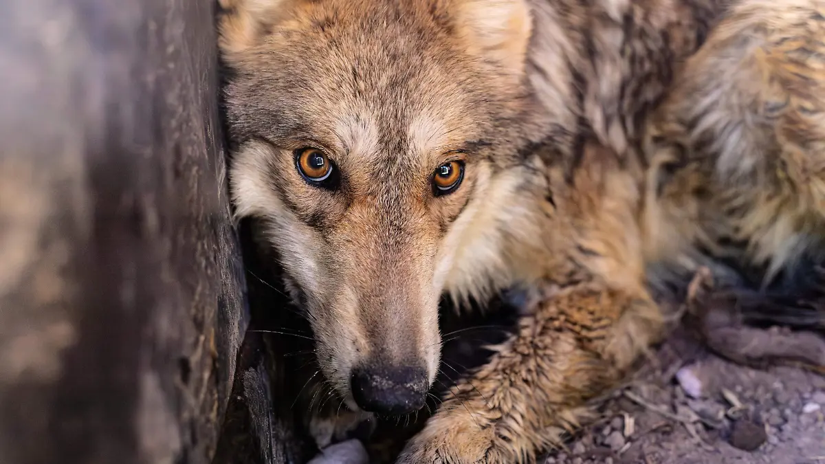 RP119.jpg