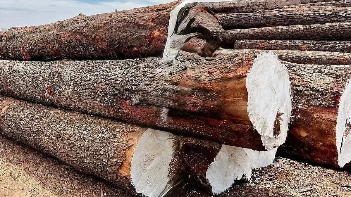 WhatsApp Image 2026-03-17 at 15.16.15