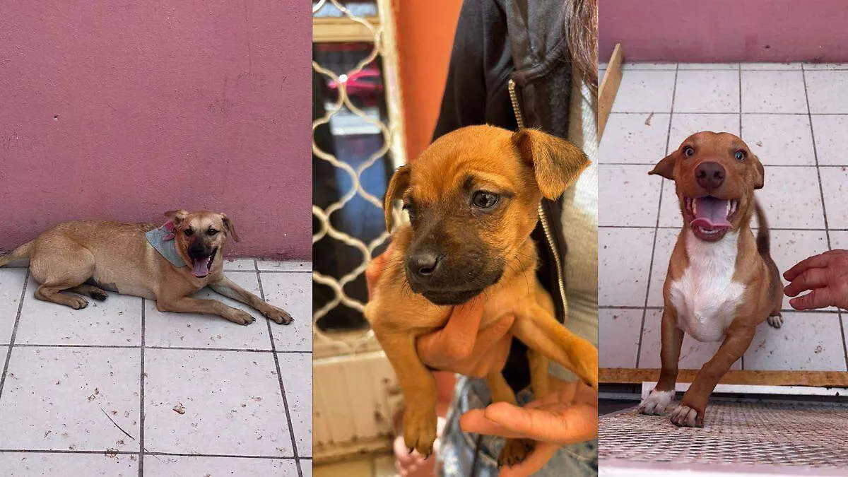 Medidas Portada CUE (12)