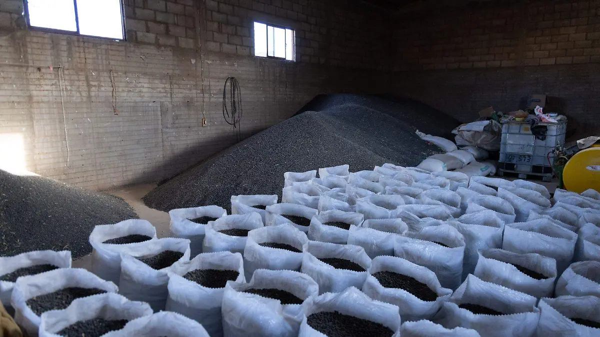 1067191_Frijol Zacatecas_web