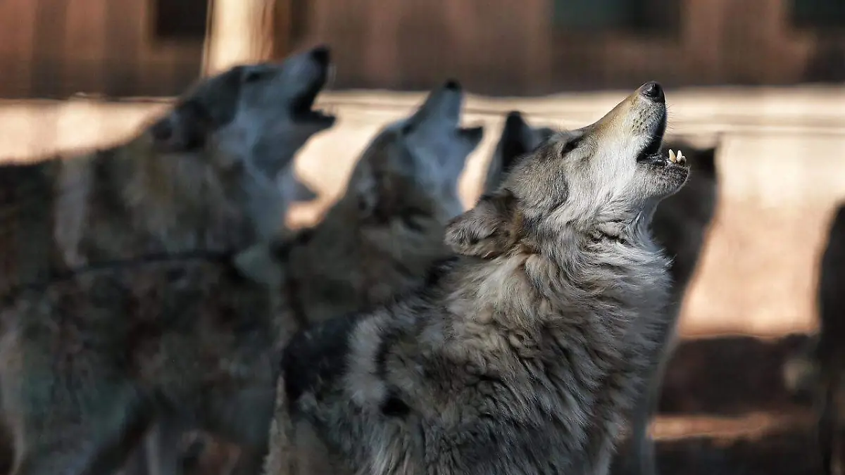 WhatsApp Image 2026-03-29 at 08.31.39 (1)