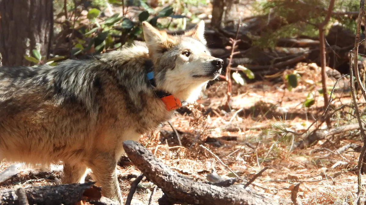UJED participa en histórica liberación del lobo mexicano en Durango