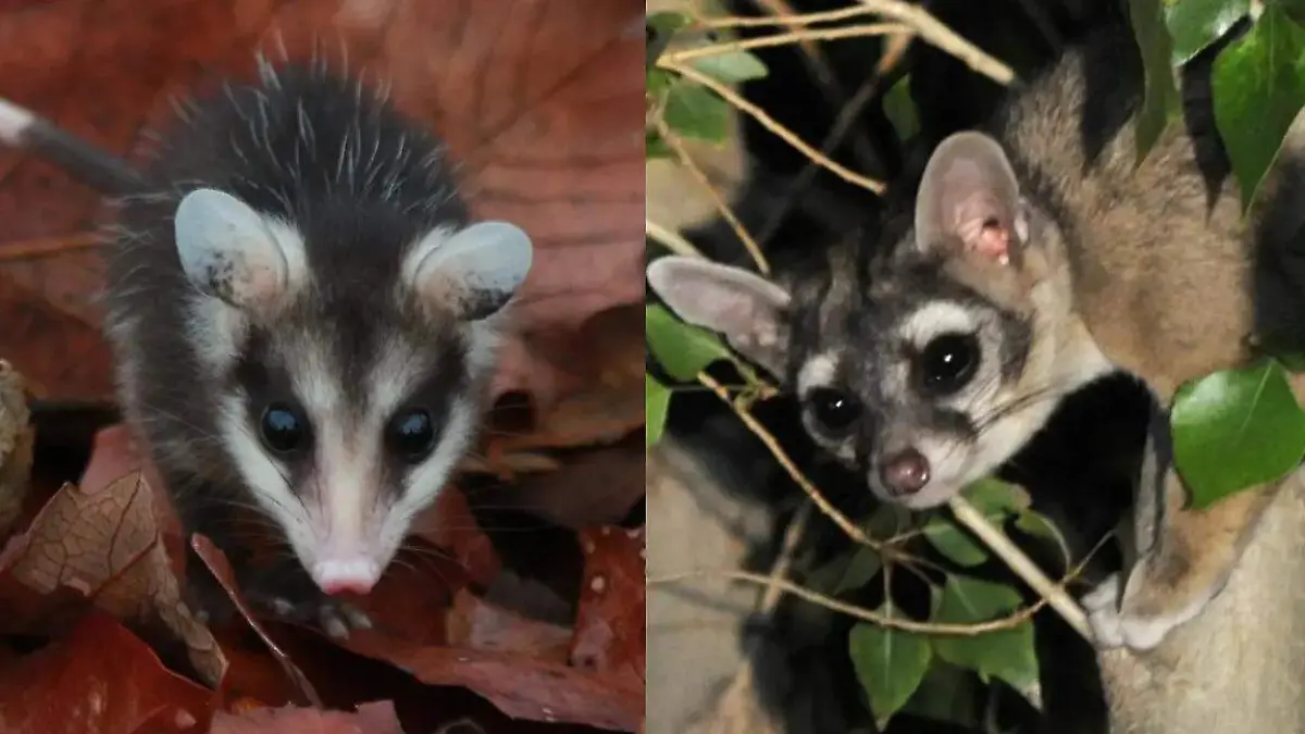 WhatsApp Image 2026-04-09 at 4.43.22 PM