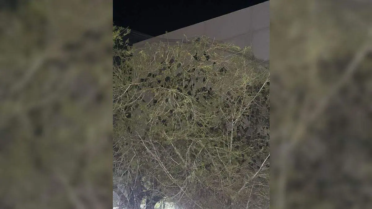 Plaza-comercial-coloca-malla-en-árboles-aves-quedan-atrapadas