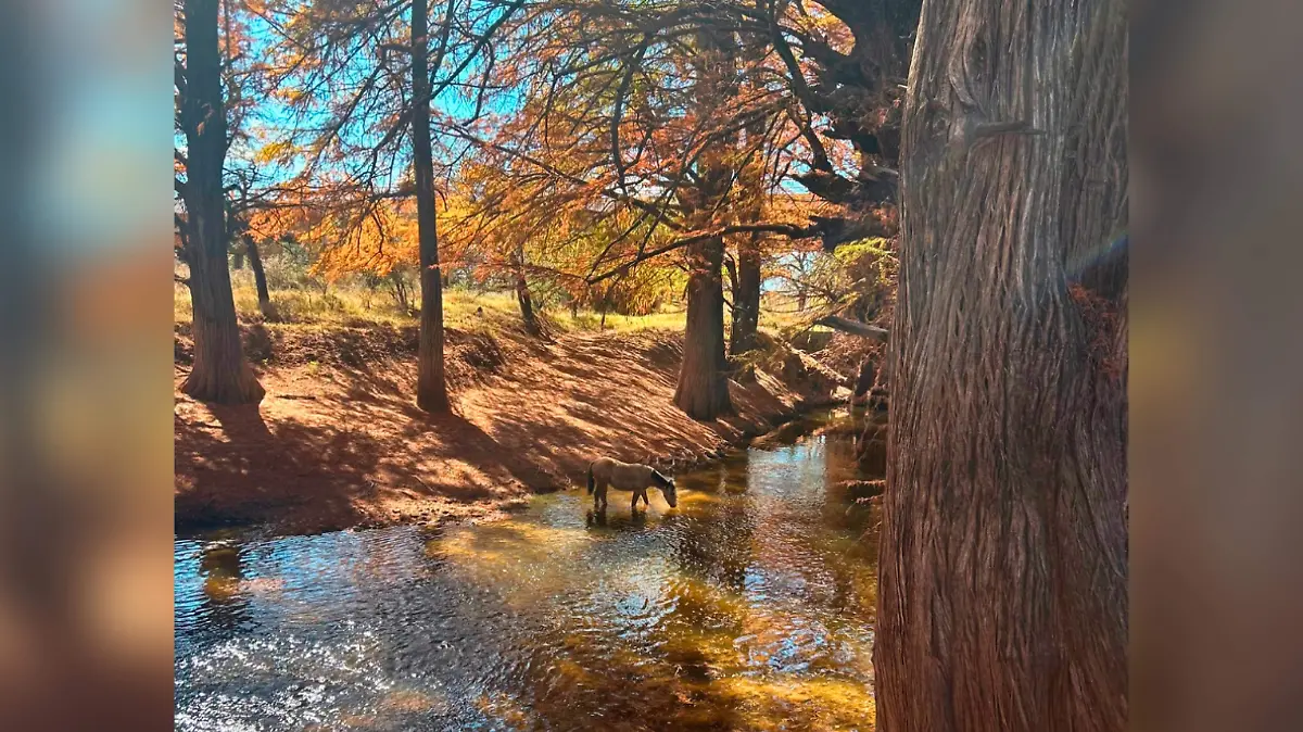 enamorate de durango