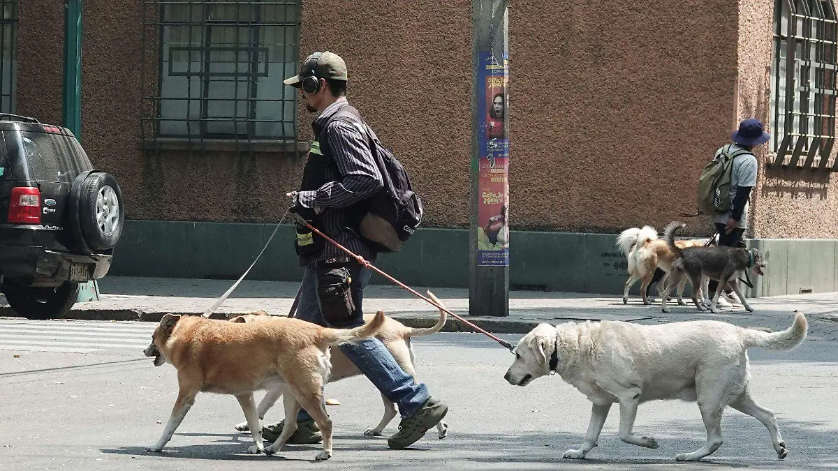 Estudiantes podrán liberar servicio social apoyando al rescate animal: te decimos cómo