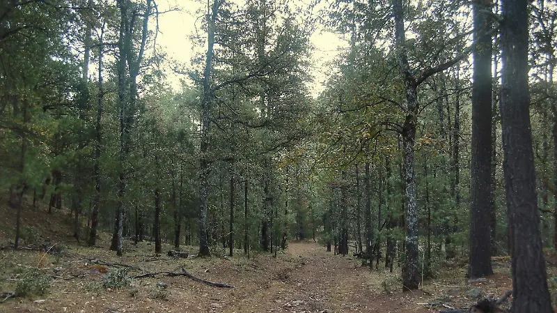 Bosques de Durango 