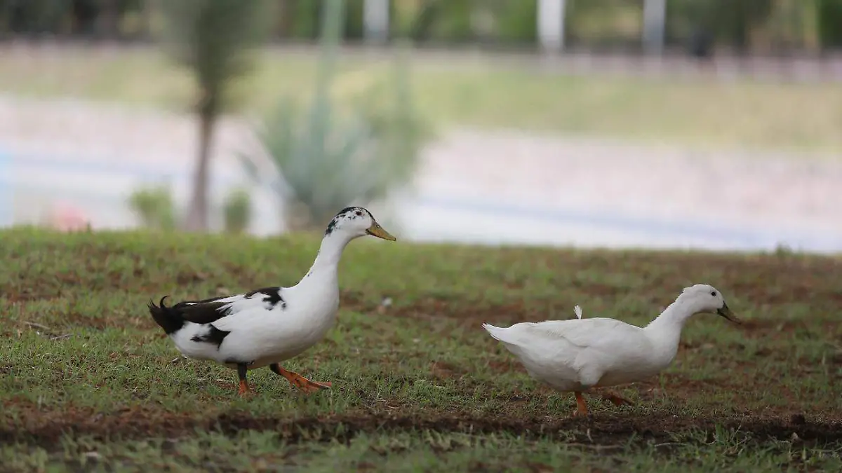 WhatsApp Image 2026-04-25 at 8.20.22 AM