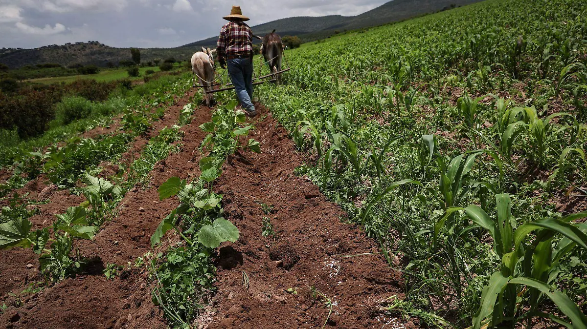 Ciclo de frijol primavera - verano en riesgo, podrían no sembrar