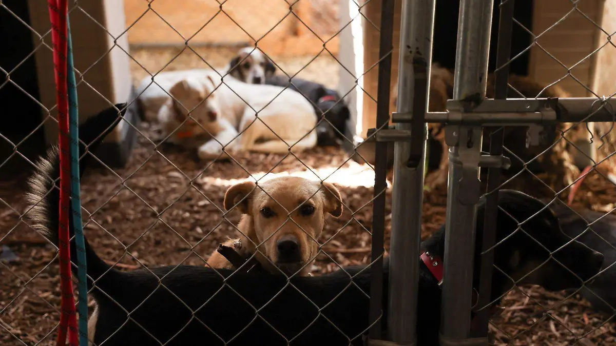 1065745_Clara Brugada Brigada Protección Animal_web